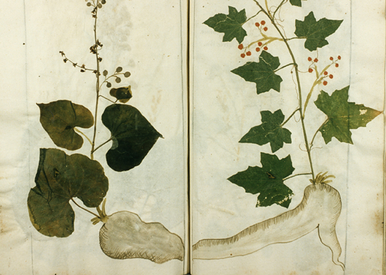 Herbarium des Hieronymus Harder 16. Jahrhundert