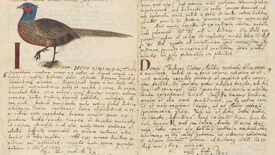 Praxisjournal des Ulmer Arztes Johannes Franc (1649-1725) 