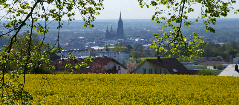Im Vordergrund ein Feld mit blühendem Raps, im Hintergrund am Horizont das Ulmer Münster